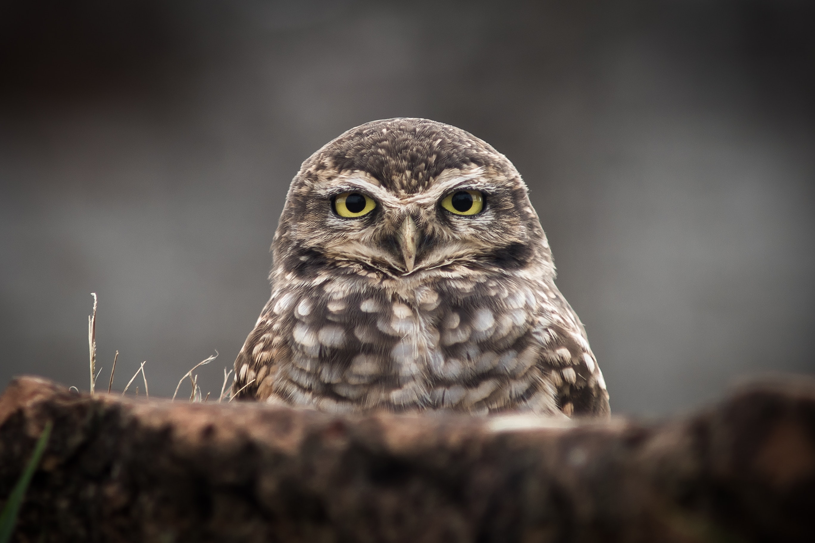 owl-garden-studios-sam-g-photo