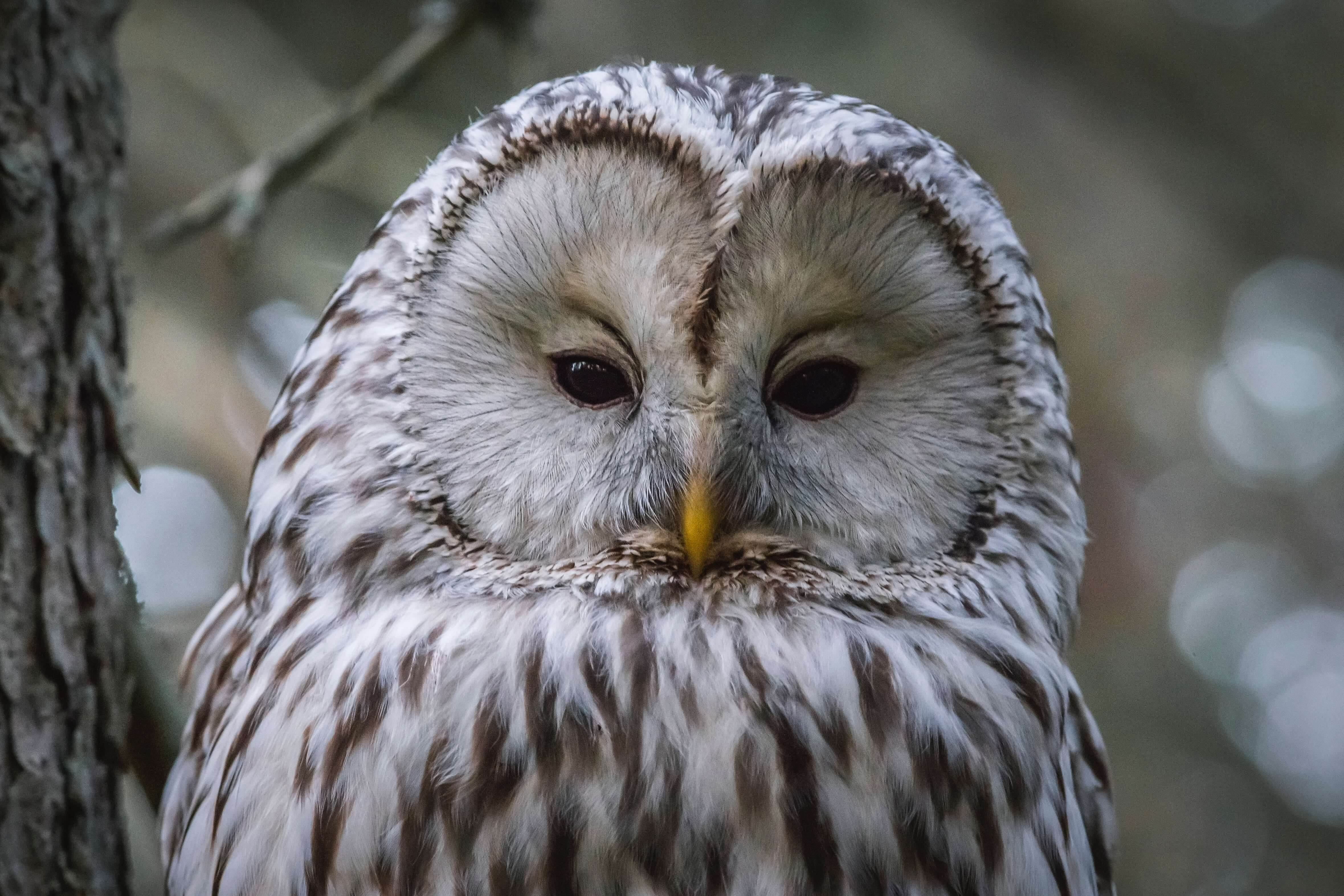 owl-garden-studios-charlie